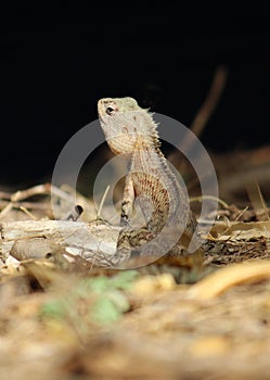 Garden Lizard Back Pose