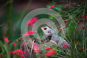Garden lizard on the branch of a plant against a dark background. copy space Oriental Plant Lizard