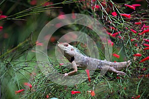 Garden lizard on the branch of a plant against a dark background. copy space Oriental Plant Lizard