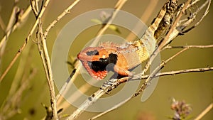 Garden lizard breeding behavior, male lizard push-up in nature