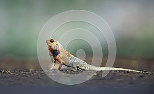 Garden lizard breeding colors, Calotes versicolor, Tadoba, Maharashtra, India