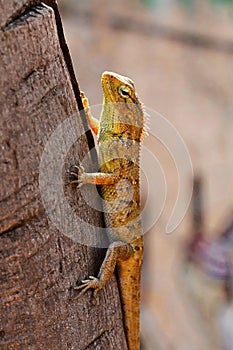 Garden lizard, Calotes versicolor, Chitrakoot, Chhattisharg