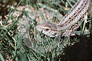 A garden lizard hides in the green grass