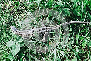 A garden lizard hides in the green grass