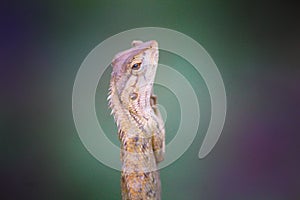 Garden lizard images in HD