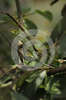 Garden lizard or maned forest lizard is sunbathing on tree branches