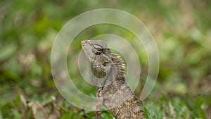 The Garden Lizard - Most colourful reptiles in Sri Lanka