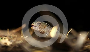 Garden Lizard Open mouth Pose