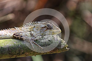 Garden lizard on plant branch resting