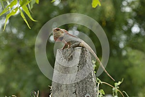 Garden lizard posing on a concrete pole near Pune, Maharashtra.