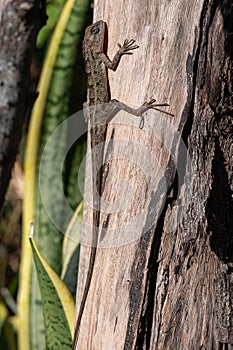 Garden lizard resting on a tree trunk, warming up in the early morning sun, Riambel, Mauritius