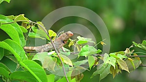 Garden Lizard Sitting on Tree Branch