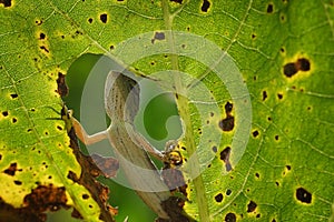 Garden lizard sun bathing on a hole leaf