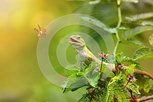 The garden lizard