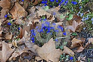 Garden lobelia (Lobelia erinus)