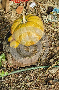 Kalabasa Pumpkin And Common Mangoes On Log In Garden photo