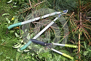 Garden loppers on a heap of fir tree branches