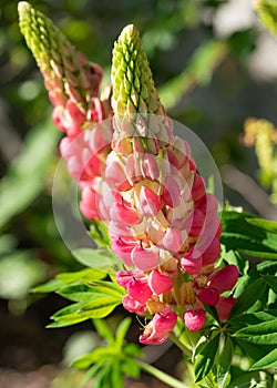 Garden Lupin, Lupinus polyphyllus