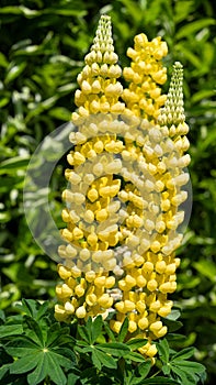 Garden Lupin, Lupinus polyphyllus