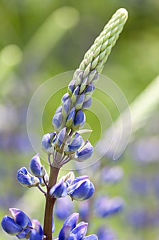 Garden Lupin - Lupinus polyphyllus