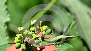 Garden macro insect animal flying on plant outdoors green red background, flower close up honeybee on bloom