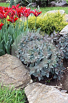 Ornamental garden bed with perennials, conifers and flowering spring bulbs photo