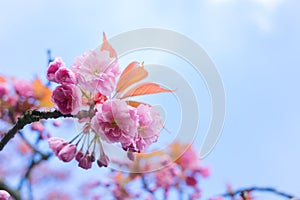 Garden with magnolia tree