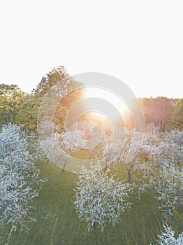 Garden with majestically blossoming large trees on a fresh green lawn.