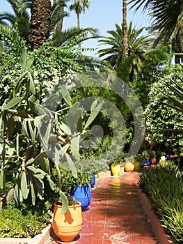 Garden Majorelle Marrakech photo