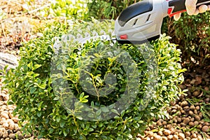 Garden manual cordless scissors in a woman`s hand cut the leaves of a boxwood bush.