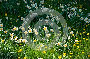 Garden with many Narcissus flowers in a sunny spring day. Field of daffodil flowers blooming in the green grass