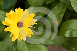 Garden marigold, Ruddles, it`s botanical name is Calendula officinalis