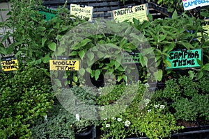 Garden Market - Fresh Herbs