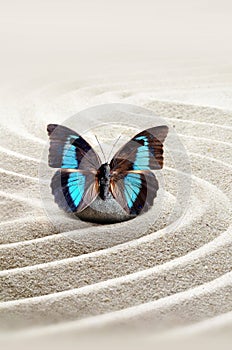 Garden meditation stone background and butterfly with stones and lines in sand for relaxation balance