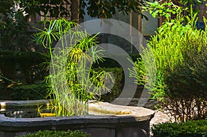 Garden in monastery of village Valldemossa