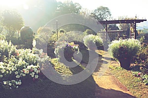 Garden in the morning. Lens flare effect with vintage tone