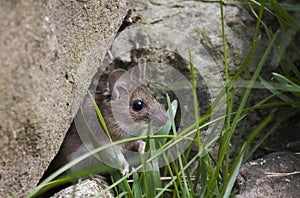Garden mouse