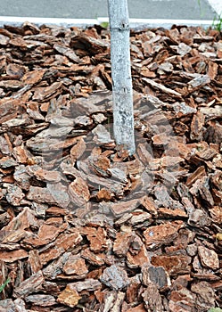 Garden mulch for tree is a layer of material applied to the surface of soil. Mulching tree