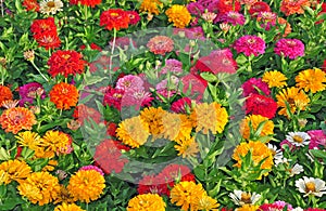 Garden with multicolored photo