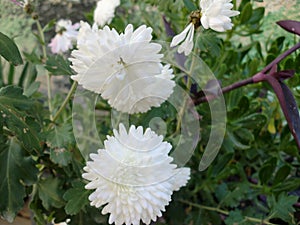 Garden mum & x28;Chrysanthemum x morifolium& x29; flower  Asterales