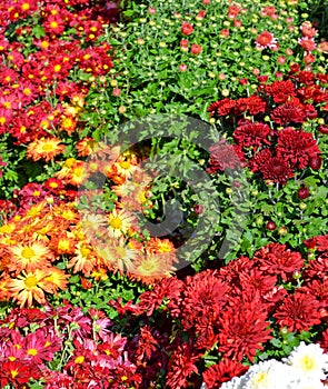 Garden Mums