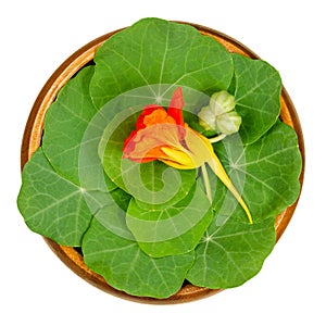 Garden nasturtium, leaves, flower and unripe seed pod in wooden bowl