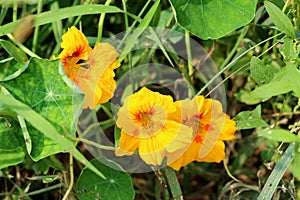 Garden nasturtium or Tropaeolum majus flowering annual plant with disc shaped leaves and yellow flowers planted in local garden