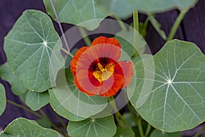 The garden nasturtium Tropaeolum majus flowering in the garden. The plant is also known as nasturtium.