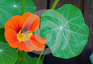 The garden nasturtium Tropaeolum majus flowering in the garden. The plant is also known as nasturtium, Indian cress or monks