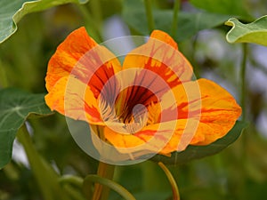 Garden nasturtium Tropaeolum majus