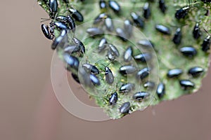 The garden nasturtium (Tropaeolum majus) infested with Cabbage flea beetle (Phyllotreta cruciferae) photo
