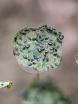 The garden nasturtium (Tropaeolum majus) infested with Cabbage flea beetle (Phyllotreta cruciferae) photo