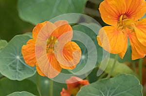 Garden nasturtium, Tropaeolum majus, orange flowers