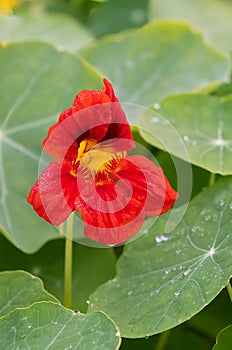 Garden nasturtium Tropaeolum majus, red bearded flower